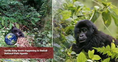 Gorilla Baby Boom Happening In Bwindi National Park Uganda