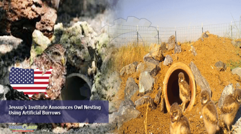 Jessup's Institute Announces Owl Nesting Using Artificial Burrows