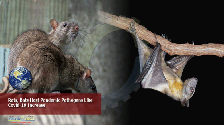 Rats,-Bats-Host-Pandemic-Pa