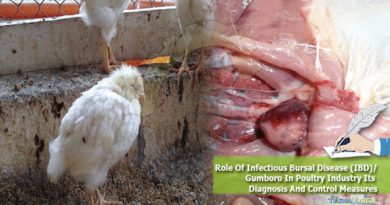 Role-Of-Infectious-Bursal-Disease-IBD-Gumboro-In-Poultry-Industry-Its-Diagnosis-And-Control-Measures.