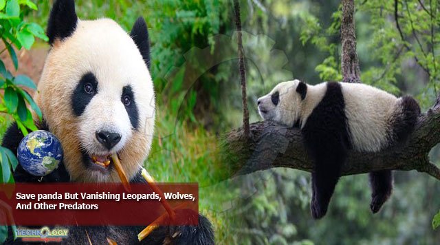Save-panda-But-Vanishing-Le