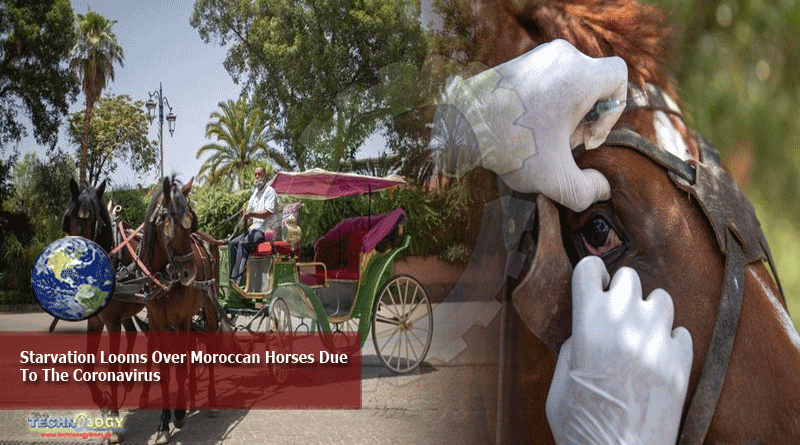 Starvation Looms Over Moroccan Horses Due To The Coronavirus