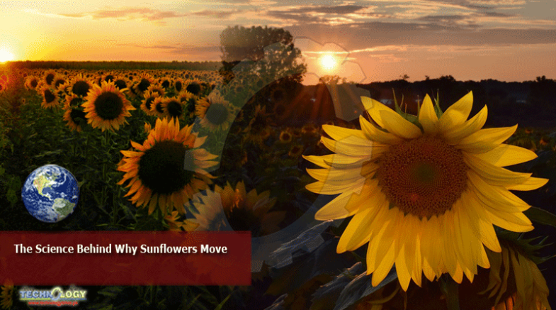 The Science Behind Why Sunflowers Move