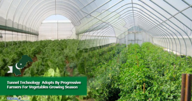Tunnel Technology Adopts By Progressive Farmers For Vegetables Growing Season