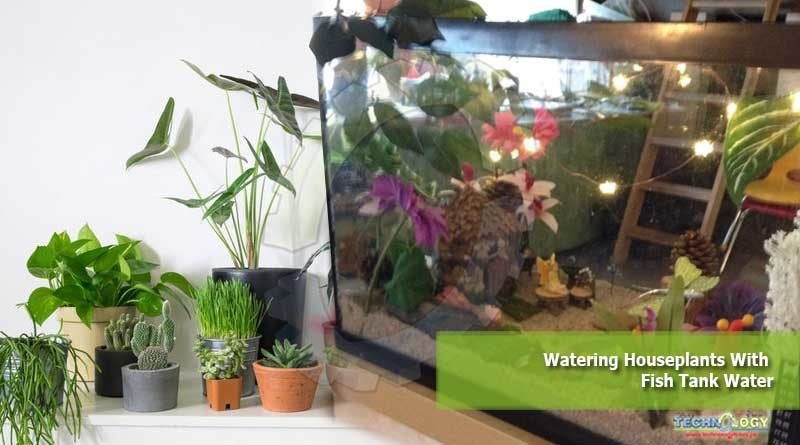 Watering Houseplants With Fish Tank Water