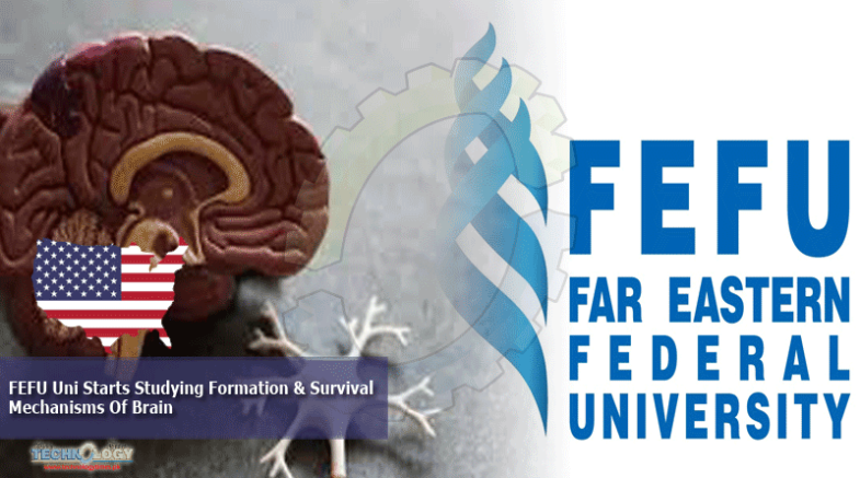 FEFU Uni Starts Studying Formation & Survival Mechanisms Of Brain 