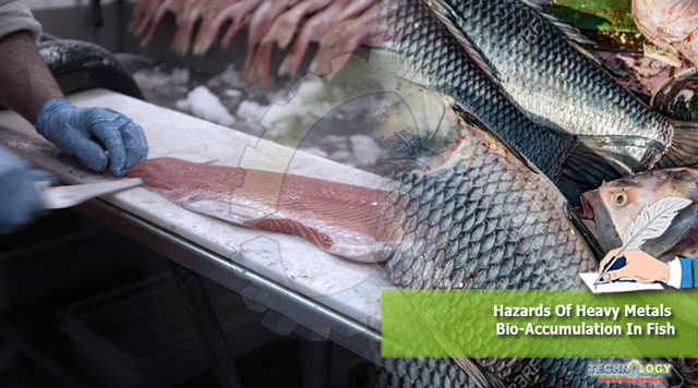 Hazards-Of-Heavy-Metals-Bio-Accumulation-In-Fish.