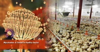 Mycotoxins A threat to poultry sector