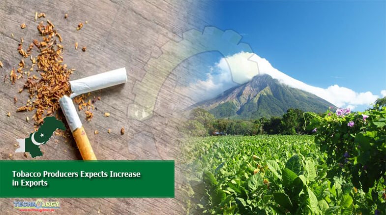 Tobacco producers expects an increase in exports