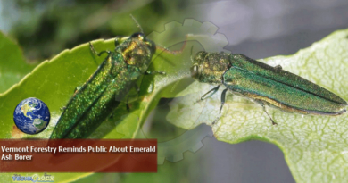 Vermont Forestry Reminds Public About Emerald Ash Borer