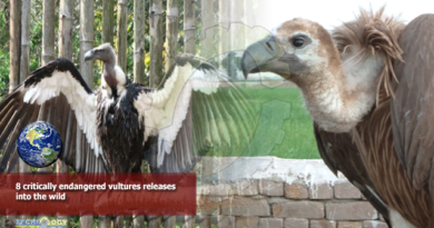8 critically endangered vultures releases into The wild