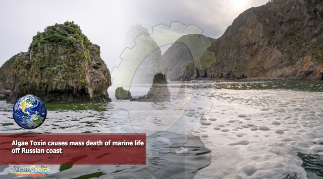 Algae Toxin causes mass death of marine life off Russian coast