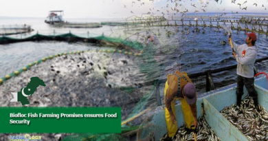 Biofloc Fish Farming Promises ensures Food Security