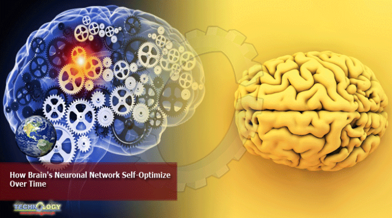 How Brain's Neuronal Network Self-Optimize Over Time