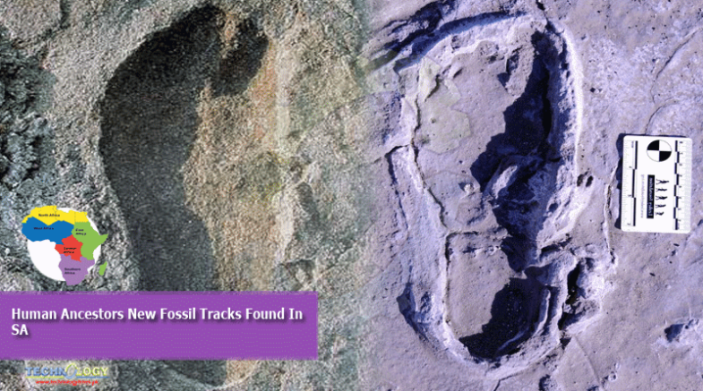 Human Ancestors New Fossil Tracks Found In SA