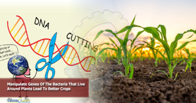 Manipulate Genes Of The Bacteria That Live Around Plants Lead To Better Crops