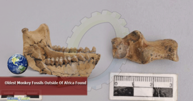 Oldest Monkey Fossils Outside Of Africa Found