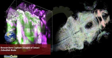 Researchers Capture Images of Intact Zebrafish Brain