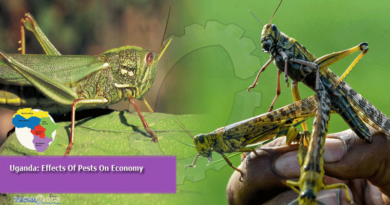 Uganda: Effects Of Pests On Economy