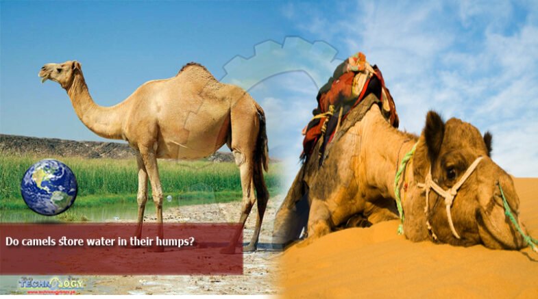 camels store water in their humps