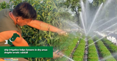 drip irrigation helps farmers in dry areas despite erratic rainfall
