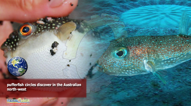 pufferfish circles discover in the Australian north-west