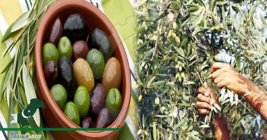 Two day olive festival inaugurate at the heart of Olive Valley