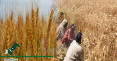 Experts Advise Wheat Growers to Start its Cultivation Immediately