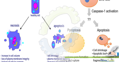 APOPTOSIS IN CELL