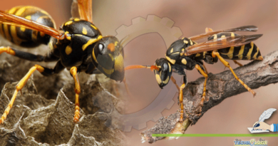 Making-Of-Antibiotic-Drug-By-Using-Wasp-Venom