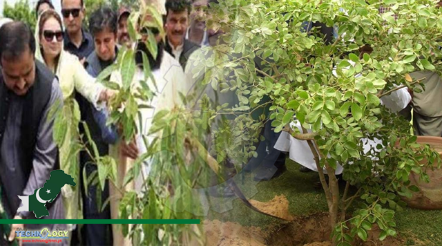 Minister Opens Plantation Campaign At Lahore