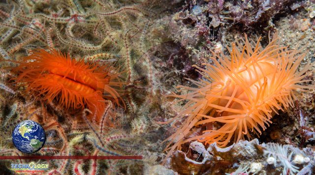 'Amazing' rare flame shell reef discovered in the Clyde