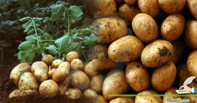Nutritional-And-Medicinal-Importance-Solanum-Tuberosum