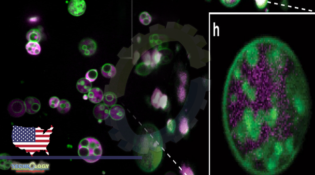 Scientists Discover an Unexpected Structure Hidden Inside Plant Cells