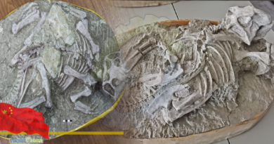 Stunningly preserved ‘Cretaceous Pompeii’ fossils may not be what they seem