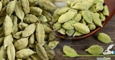 Traditional-Uses-Phytochemistry-And-Biological-Activities-Of-Cardamom