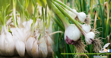 Garlic-Allium-sativum-The-Most-Important-Medicinal-Plant-Its-Chemical-Ingredients-Pharmacologically-Valuable-In-COVID-19