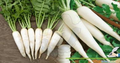 Health-Benefits-Of-Radish-Rhapanus-sativus-In-Traditional-Medicine-Modern-Industry-And-Its-Sides-Effects.