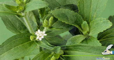 Importance-And-Benefits-Of-Stevia
