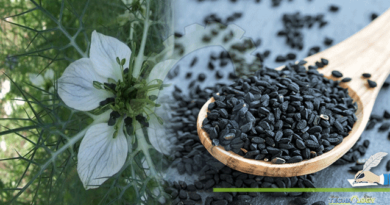 The-Medicinal-Importance-Of-Black-Seed-Kalonji-Nigella-Sativa.