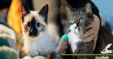 Feline-DNA-Testing-And-Its-Role-In-Diagnosing-Different-Infections