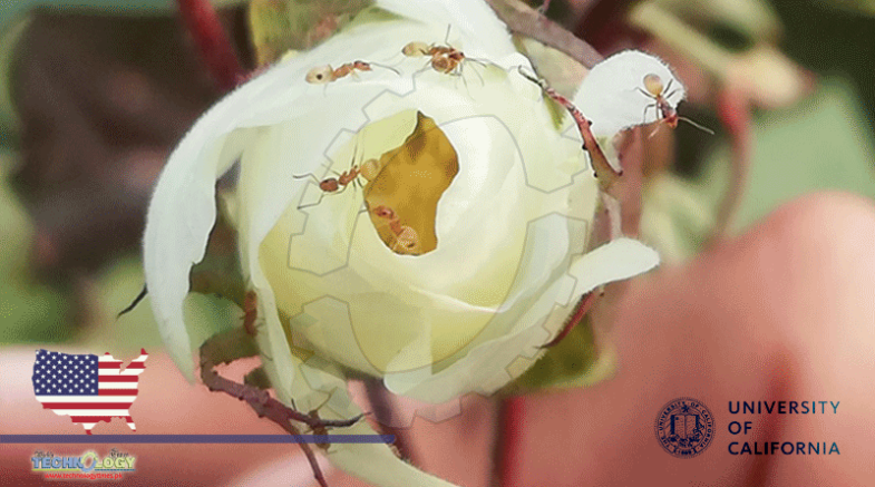 Modified Genes Can Distort Wild Cotton’s Interactions With Insects