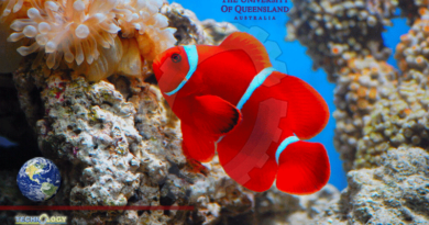 State-Of-The-Art Qld Tech To Determine How Clownfish See