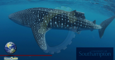 Whale Sharks Show Remarkable Capacity To Recover From Injuries