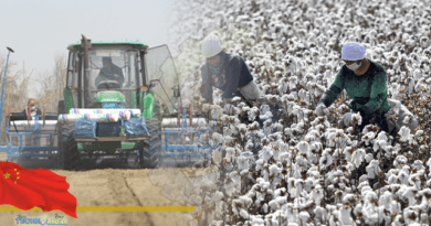 Advanced irrigation tech improves cotton production in Xinjiang