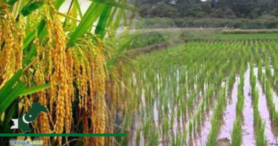 DC Constitutes Committees To Ensure Implement Ban On Rice Cultivation