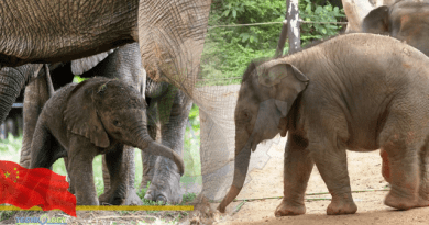 One-month-old Asian elephant makes public debut in S China's Guangdong