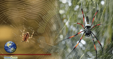 SCIENTISTS DISCOVER SPIDERS CAN MAKE MUSIC WITH THEIR WEBS