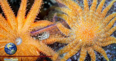 A starfish is born: hope for key species hit by gruesome disease