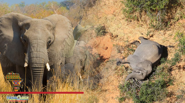 Elephants are dying in droves in Botswana. Scientists don’t know why